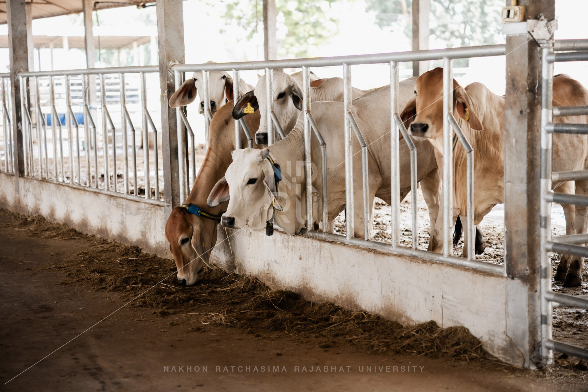 YZ Beef Cattle Farm in Si Khio District (16)